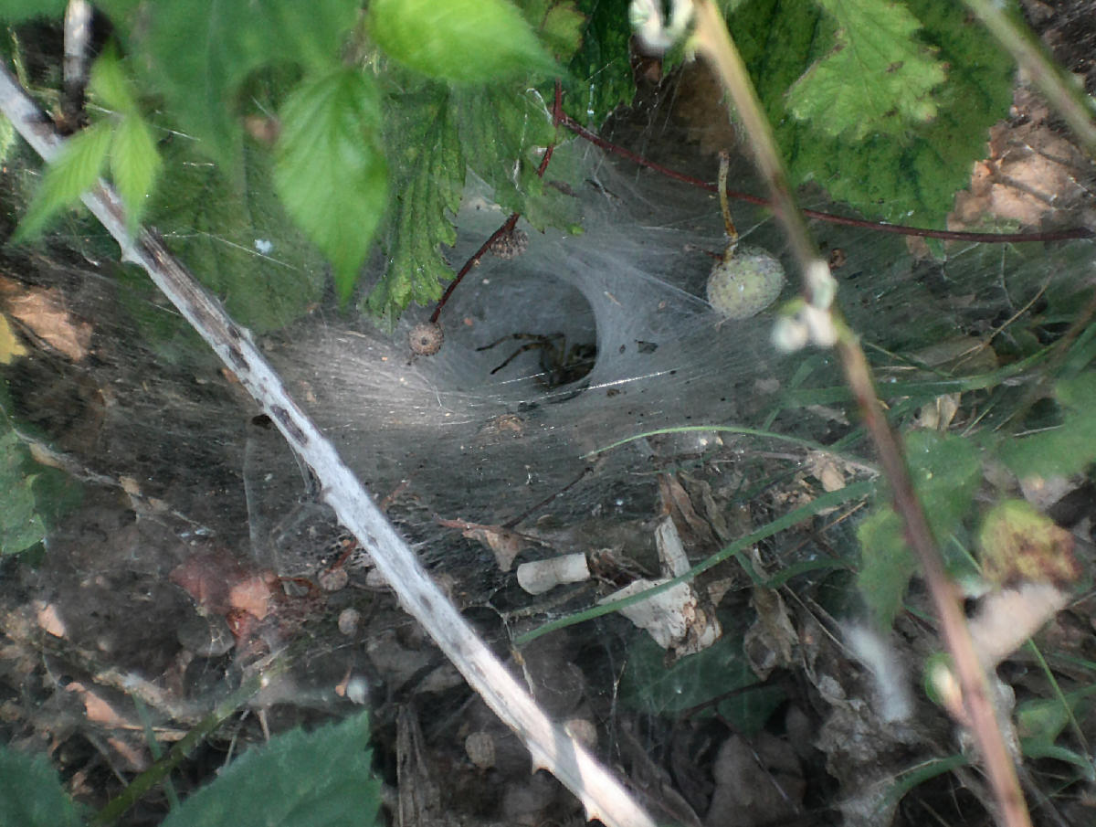Agelena labyrinthica - Velate (MB)